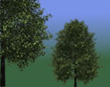 Littleleaf Linden